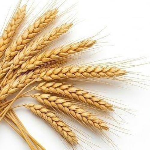Wheat Milling Wheat Milling